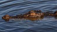 Crocodile count raises concerns about swimming holes