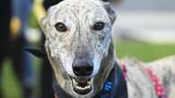 Calls for greyhound industry shut down