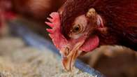 New detail on toddler with bird flu