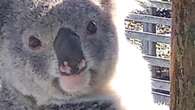 Sneaky koala’s antics costs nursery $6k