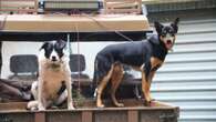 Is it illegal to have a dog in the back of my ute?