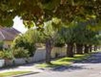 REVEALED: How many locals can earn hundreds by keeping trees