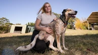 Canine crew’s heroic effort to save missing, injured pet dog