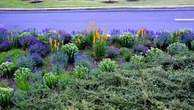 How to create a waterwise verge garden