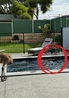 Devastating update on emu seen enjoying WA man’s backyard