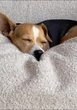 Ellen DeGeneres and Portia de Rossi mourning death of beloved rescue dog