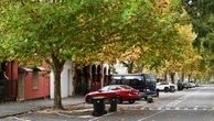 Designers find the beauty in much-maligned plane trees