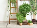The hidden dark side of our ‘wholesome’ houseplant habit