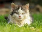 Thousands of Perth residents may need new permit to own cat