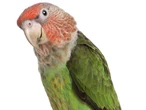 Man forced Leicestershire roads to shut after getting stuck up tree trying to rescue pet parrot