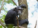 Chimpanzees use leaves to wipe bottoms