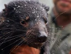 Floods threaten vital Tasmanian devil breeding program