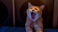 Missing long-lost cat reunited with stunned owners