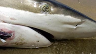Bombshell claim after shark attack