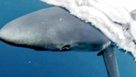 Man mauled by shark at popular swimming spot