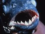 TESTICLE-EATING fish found lurking in European waters