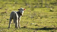 Fashion spinning new yarns from a sheep's head to tail