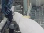 Bizarre reason for rocket launch delay