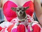 Stylish canines strut stuff at the Greenwich dog show