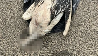 Pelicans found ‘decapitated’ on WA foreshore