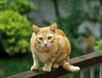 Cats can sniff out their owners
