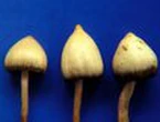 Climbing adventure turns into a rescue mission after hikers take magic mushrooms
