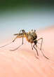 Calls for funding as mosquito crisis reaches boiling point