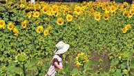 Sunflower maze beams into life in nation's capital