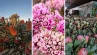 WA’s blooming secret: Where to find fresh flowers daily