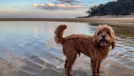 WA Shire imposes new dog ‘management plan’
