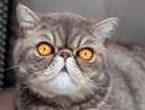 Cat survives for over three weeks under floorboards by drinking beer