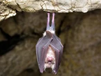COVID shock as new findings challenge popular origin theory