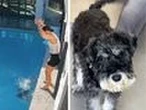 Bizarre behaviour from schnauzer as it fights to survive