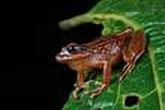 Trois nouvelles espèces de grenouilles découvertes au Pérou