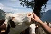 Dermatose nodulaire bovine : un deuxième foyer confirmé dans l’Ain, le ministère de l’agriculture appelle à accélérer la vaccination