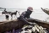 L’Afrique de l’Ouest privée de nourriture par la demande mondiale en huile et farine de poisson