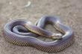 Le sang d’un homme aide à créer un antivenin contre 19 serpents