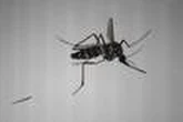 Chikungunya : une transmission autochtone détectée dans la région Grand-Est « confirme le risque important » en métropole