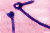 En RDC, une nouvelle épidémie d’Ebola fait 15 morts