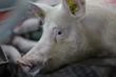 La Chine va imposer jusqu’à 60 % de droits de douane provisoires sur le porc en provenance de l’Union européenne