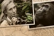 Jane Goodall et les singes : l’envers d’un cliché - Flashback #5