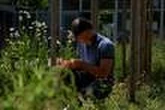 Canicule : mauvaises herbes à la rescousse