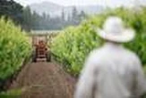 La Napa Valley, destination rêvée pour l’œnotourisme