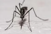 Chikungunya, dengue, fièvre West Nile : l’Hexagone face à une recrudescence inédite des maladies transmises par les moustiques-tigres