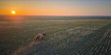 How Drones Can Train Bears to Stay Away from Humans