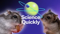 Djungarian Hamsters Are Unusually Involved Fathers