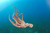 Are Octopuses Too Smart to Be Farmed?