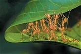 Weaver Ants Form Complex Chains to Pull More Than 100 Times Their Weight