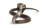 Blood of Man Who’s Had 200 Snakebites Helps Make a Potent Antivenom