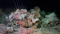 See the first stunning images of a massive coral reef that has lain hidden for decades